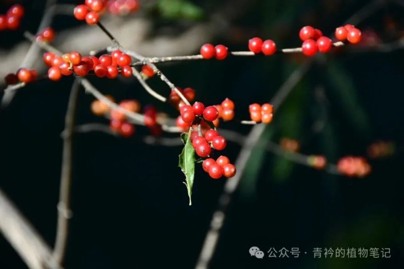 圖片