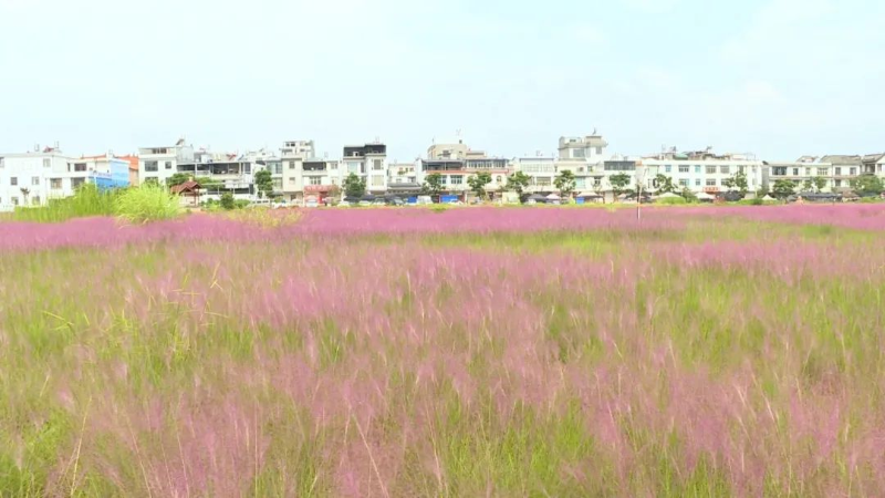 陸家咀村的粉黛亂子草 圖源：“玉溪融媒”微信公眾號(hào)
