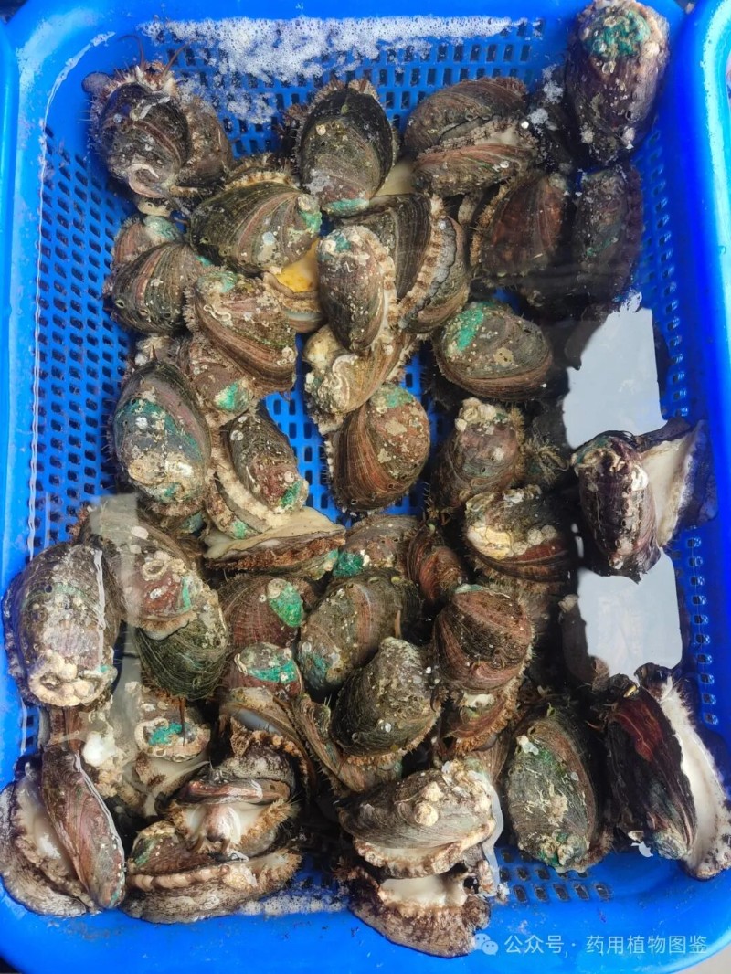 圖片