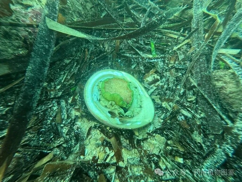 圖片