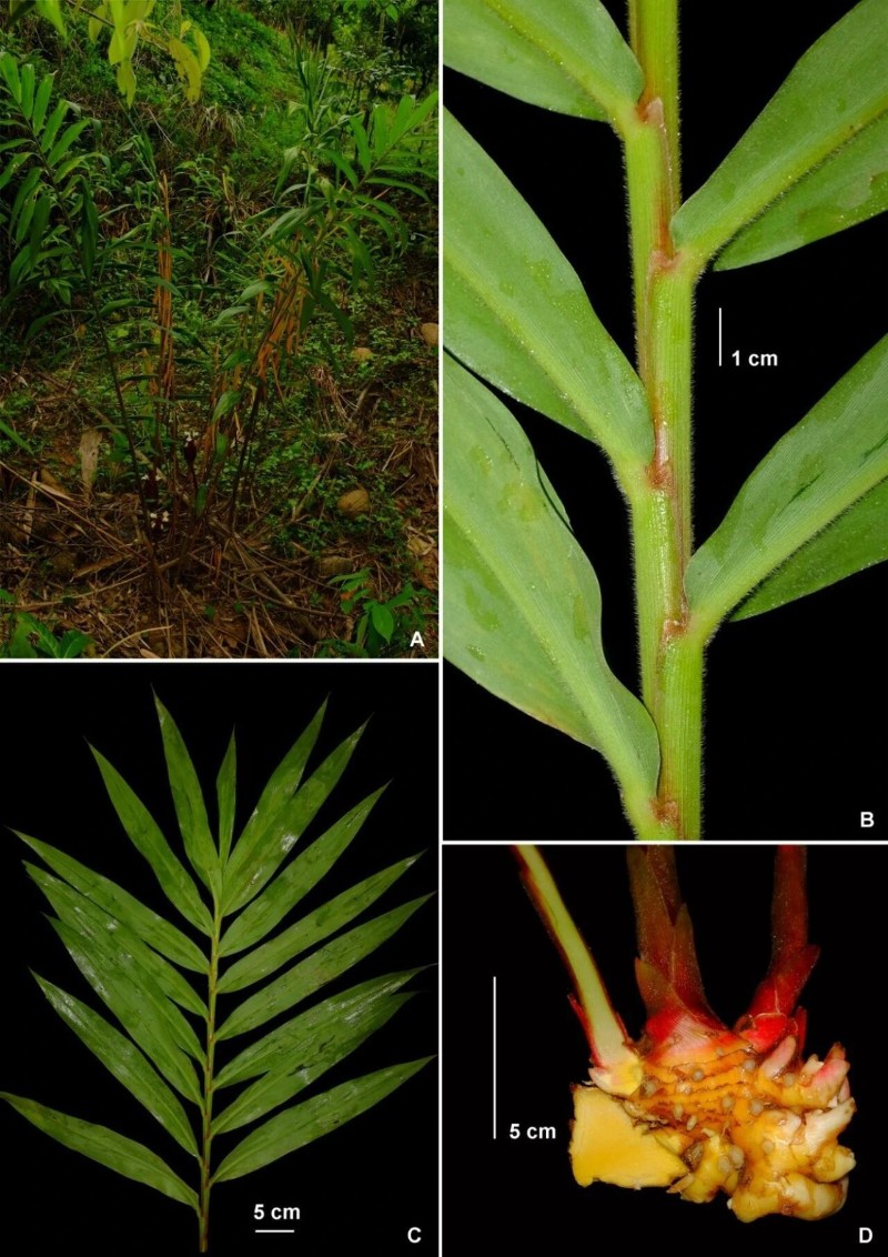 圖片來源:中國科學(xué)院華南植物園