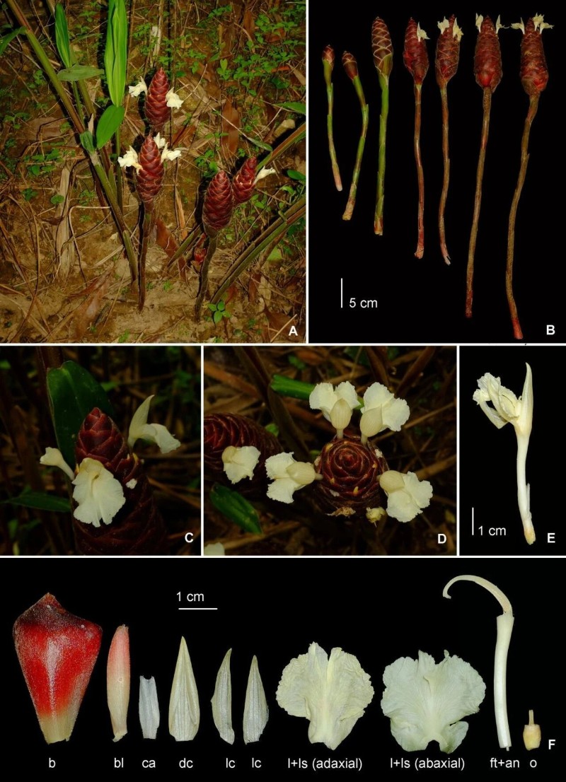 圖片來源:中國科學(xué)院華南植物園