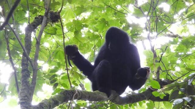 西黑冠長(zhǎng)臂猿正在進(jìn)食松鼠