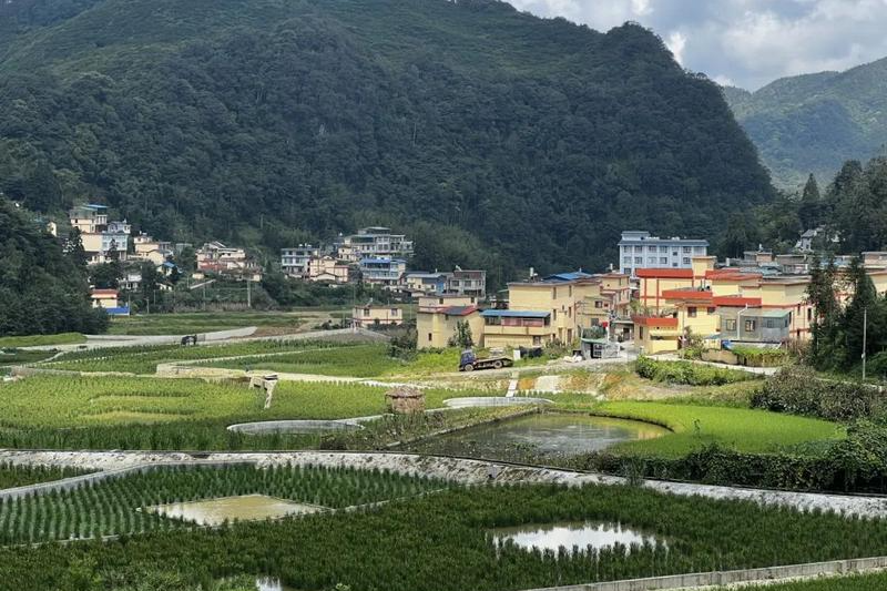麻栗坡縣董渡村以稻魚共生新模式，繪就生態(tài)文明新畫卷。