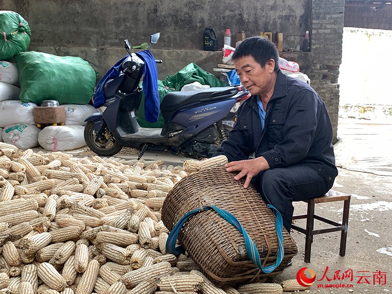 郭朝平正在晾曬玉米。人民網(wǎng) 王嫻攝?