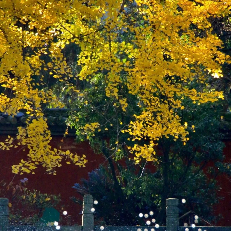 西山銀杏 圖源：“昆明西山發(fā)布”微信公眾號(hào)