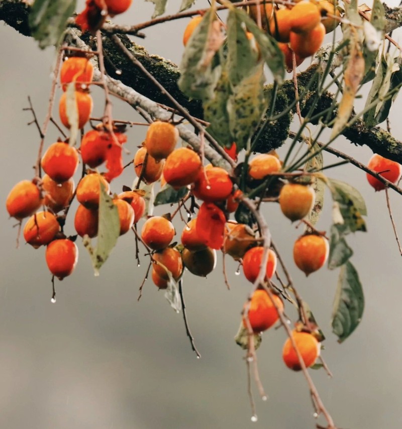 許文娟 韋銀熒 攝