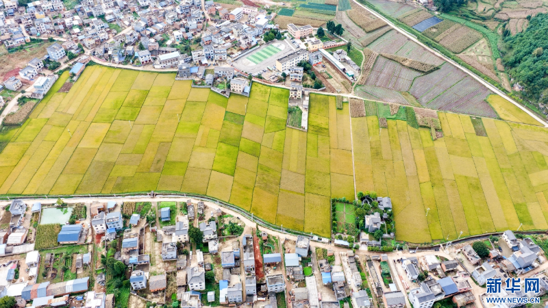 稻田與村莊勾勒出田園美景（10月20日攝）。新華網(wǎng)發(fā)（孫文來 攝）