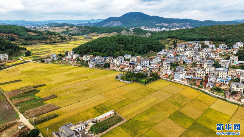 稻田與村莊勾勒出田園美景（10月20日攝）。新華網(wǎng)發(fā)（孫文來 攝）