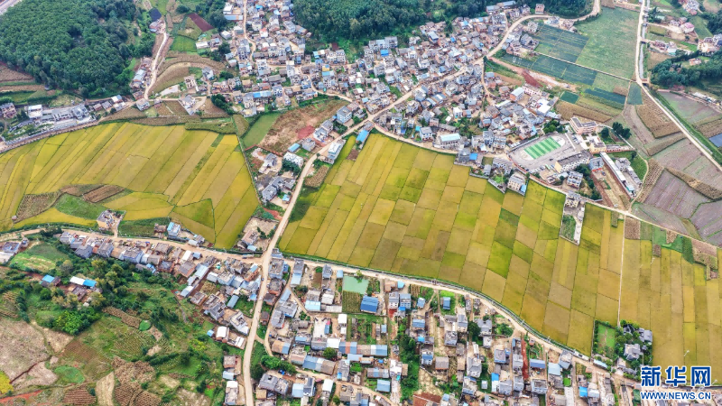 稻田與村莊勾勒出田園美景（10月20日攝）。新華網(wǎng)發(fā)（孫文來 攝）