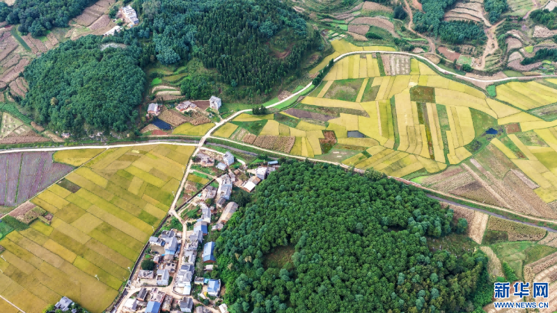 稻田與村莊勾勒出田園美景（10月20日攝）。新華網(wǎng)發(fā)（孫文來 攝）