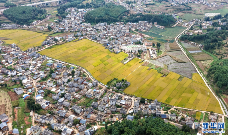 稻田與村莊勾勒出田園美景（10月20日攝）。新華網(wǎng)發(fā)（孫文來 攝）