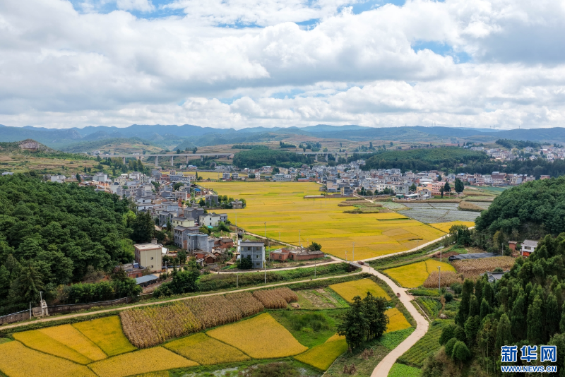 稻田與村莊勾勒出田園美景（10月20日攝）。新華網(wǎng)發(fā)（孫文來 攝）