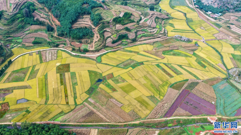 航拍樂利村豐收圖景（10月20日攝）。新華網(wǎng)發(fā)（孫文來 攝）
