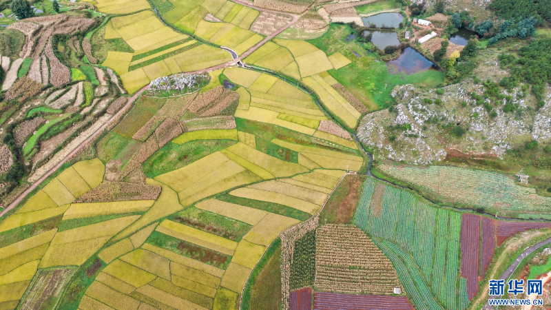 航拍樂利村豐收圖景（10月20日攝）。新華網(wǎng)發(fā)（孫文來 攝）