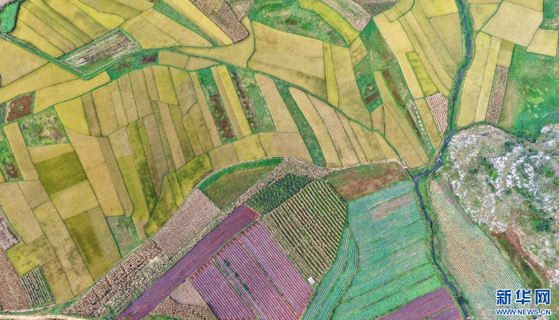 航拍樂利村豐收圖景（10月20日攝）。新華網(wǎng)發(fā)（孫文來 攝）