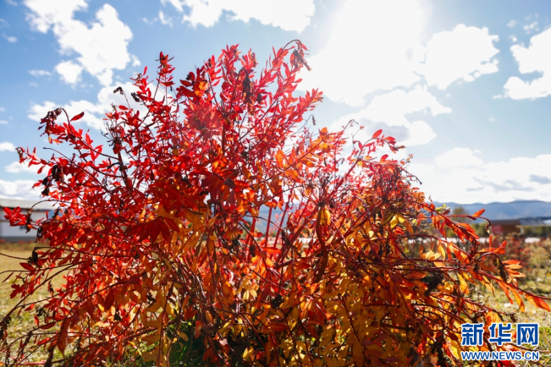 迎著太陽盛放的狼毒花（10月23日攝）。新華網(wǎng)發(fā)（劉云 攝）