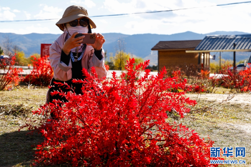 外地游客特地趕來定格狼毒花秋日景象（10月23日攝）。新華網(wǎng)發(fā)（劉云 攝）