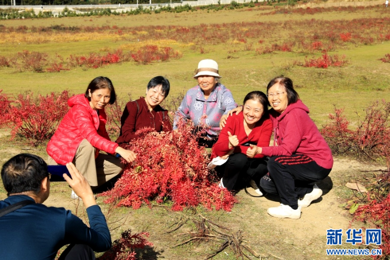 游客和狼毒花合影“打卡”（10月23日攝）。新華網(wǎng)發(fā)（高晨晨 攝）