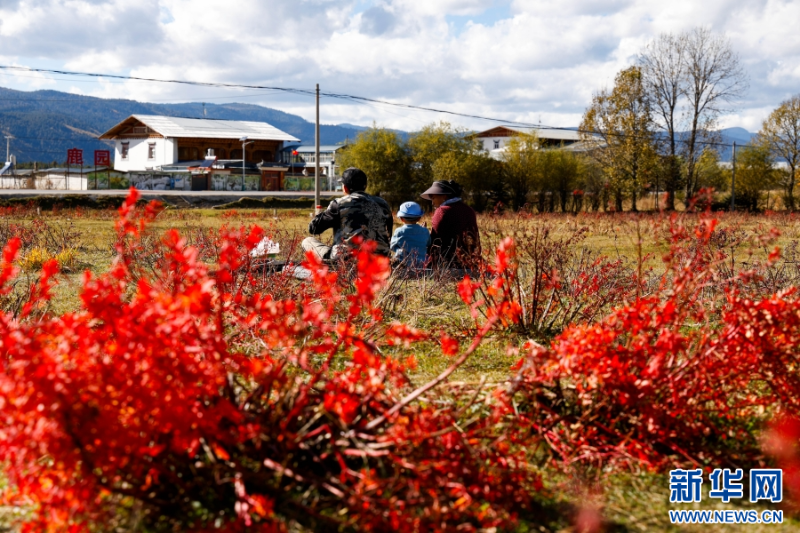 當(dāng)?shù)卮迕駚淼讲莸樯闲蓓?0月23日攝）。新華網(wǎng)發(fā)（劉云 攝）