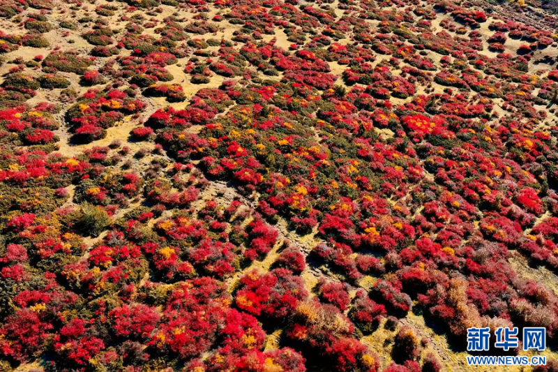 德欽縣山嶺秋色（10月22日攝）。新華網(wǎng)發(fā)（斯那農(nóng)布 攝）