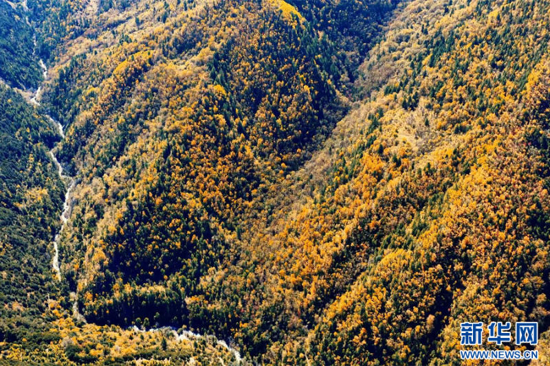 德欽縣山嶺秋色（10月22日攝）。新華網(wǎng)發(fā)（春英 攝）