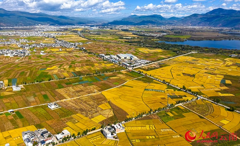 劍湖之畔的田園秋色。施壽昌 攝