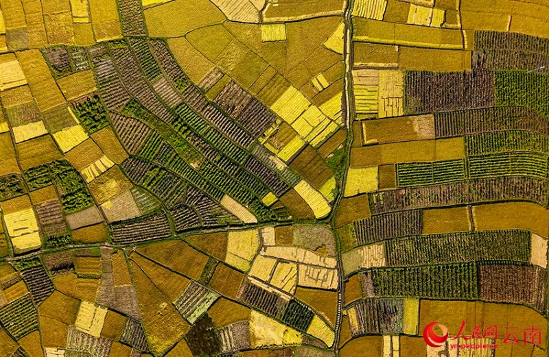 劍湖之畔的田園秋色。施壽昌 攝