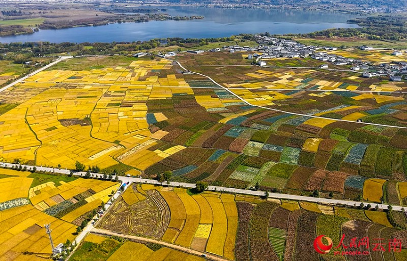 劍湖之畔的田園秋色。施壽昌 攝