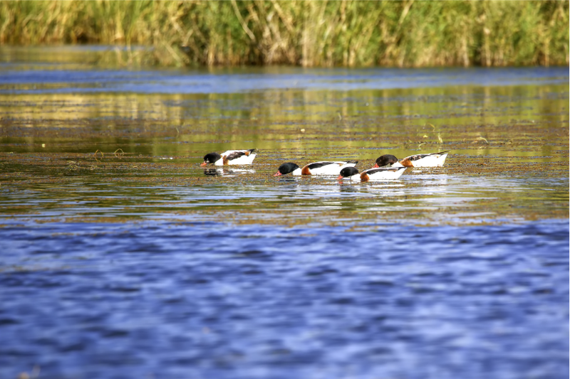 晉寧南滇池國家濕地公園拍攝到的翹鼻麻鴨。李繼明 攝