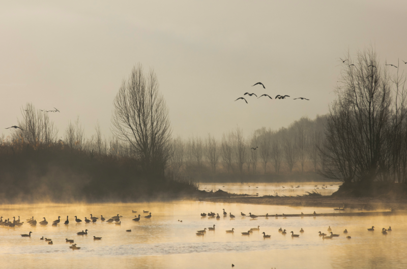 大理劍湖濕地候鳥聚集。高文 楊杰斌 攝