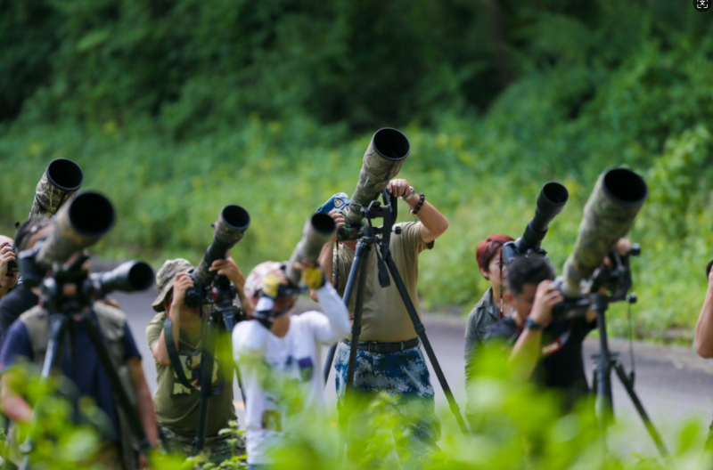愛鳥者涌進(jìn)石梯村。 朱邊勇 攝