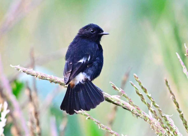 白斑黑石?。鳳慶縣委宣傳部 供圖