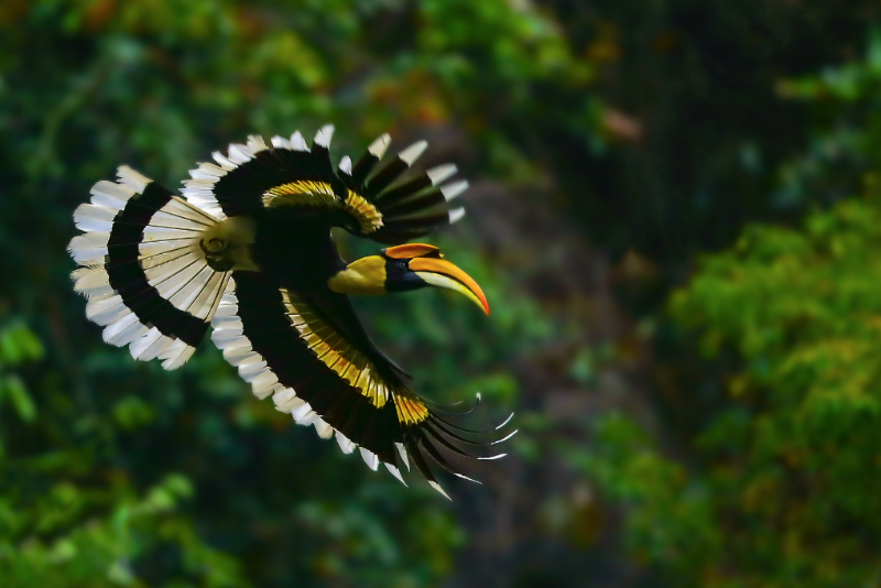 茨竹林村芒壩“鸚鵡寨”雙角犀鳥。趙曉元 羅嘉 攝