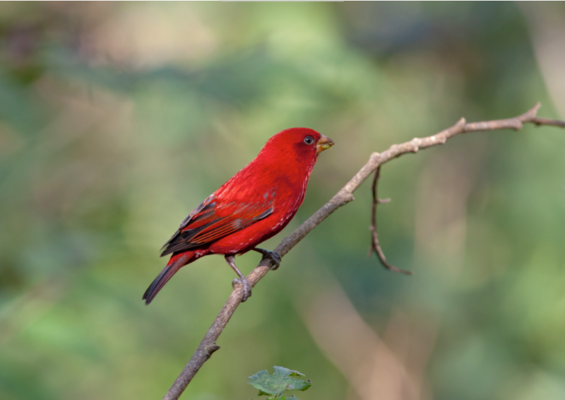 高黎貢山血雀。李利偉 攝