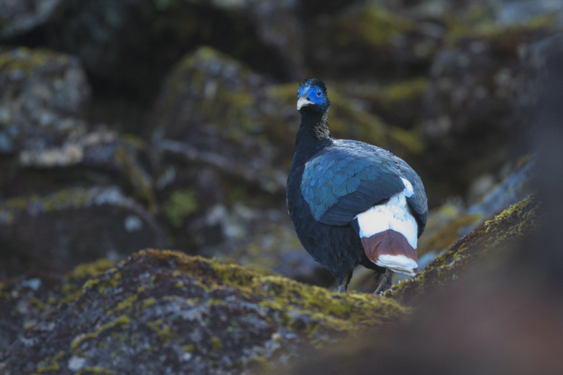 白尾梢虹雉。董磊 攝
