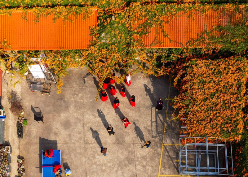 云龍寺的炮仗花盛開。