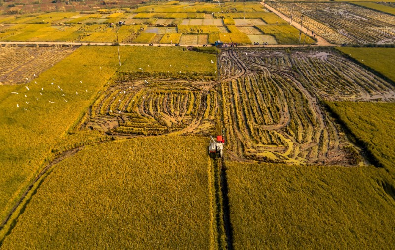 南盤江沿岸水稻迎豐收。