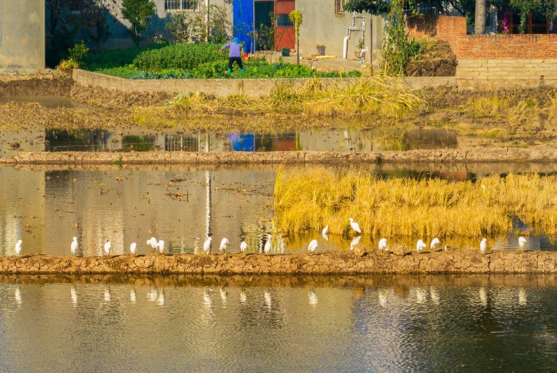 文華街道桂花社區(qū)，農(nóng)忙時節(jié)白鷺閑。