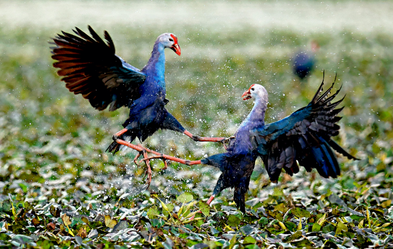 劍湖濕地紫水雞