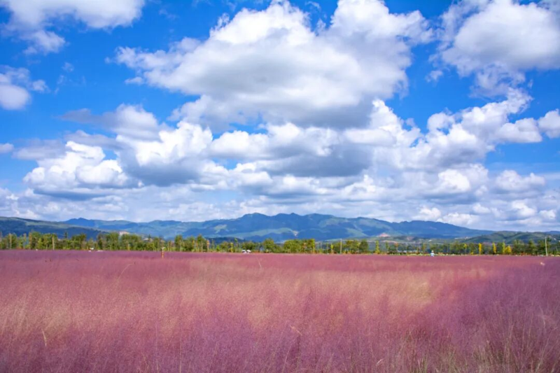 星云湖畔粉黛亂子草 圖源:“云南發(fā)布”微信公眾號
