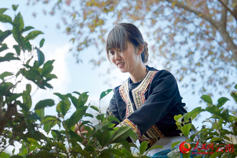 【1】景邁山的茶林里，布朗族姑娘采茶。段玉良-攝