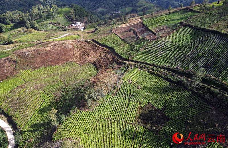 航拍村民們種植的云木香。人民網(wǎng)記者-程浩攝