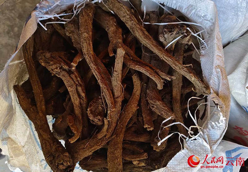 曬干后的云木香。人民網(wǎng)記者 程浩攝
