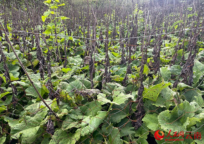 再過一個月，云木香即可開挖。人民網(wǎng)記者-程浩攝