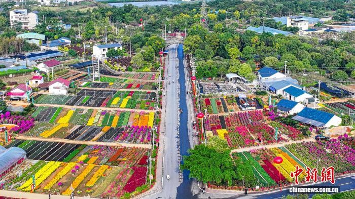 60多萬盆花卉苗木“競芳”廣西桂林
