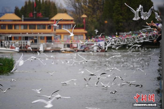 昆明進(jìn)入觀鷗季