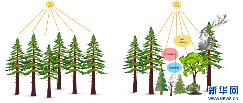 沒有滇金絲猴的區(qū)域，林窗較小，植物群落單一（左圖）；滇金絲猴活動的區(qū)域，因其取食等行為折斷林冠樹枝，增大林窗，改變林下氣候條件，增加了生物多樣性且優(yōu)化了森林結構（右圖）。繪圖者：李娜