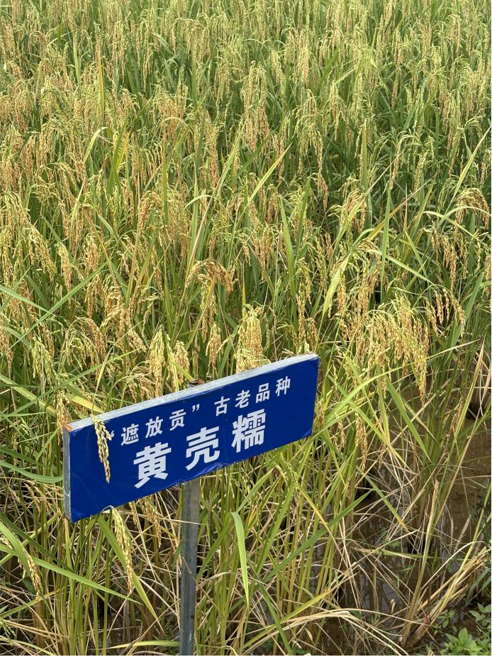 遮放貢米 圖源：“云南省綠色云品”微信公眾號(hào)