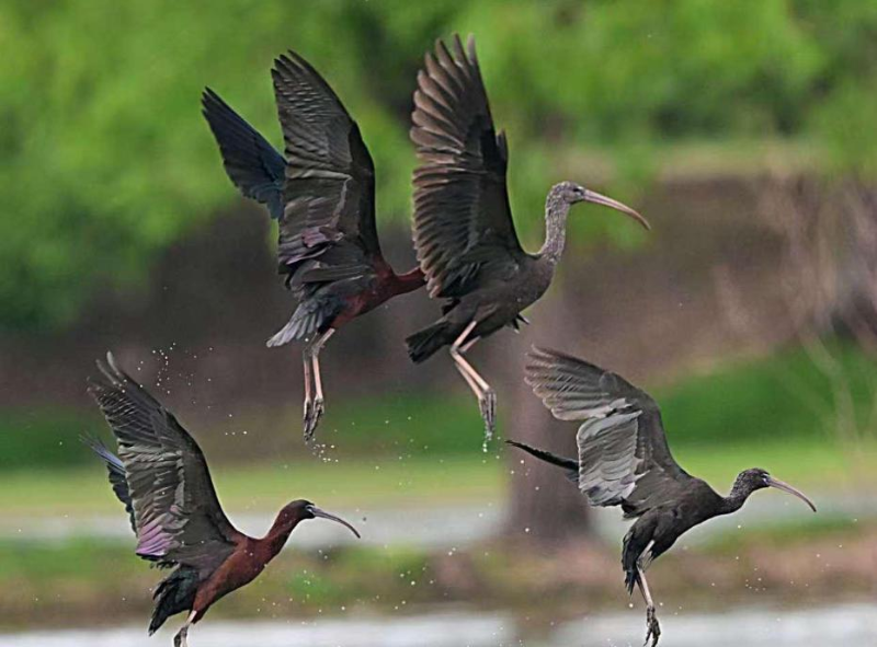 劍湖濕地上飛翔的彩鹮。楊杰斌 攝